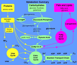 Metibolic pathways simple